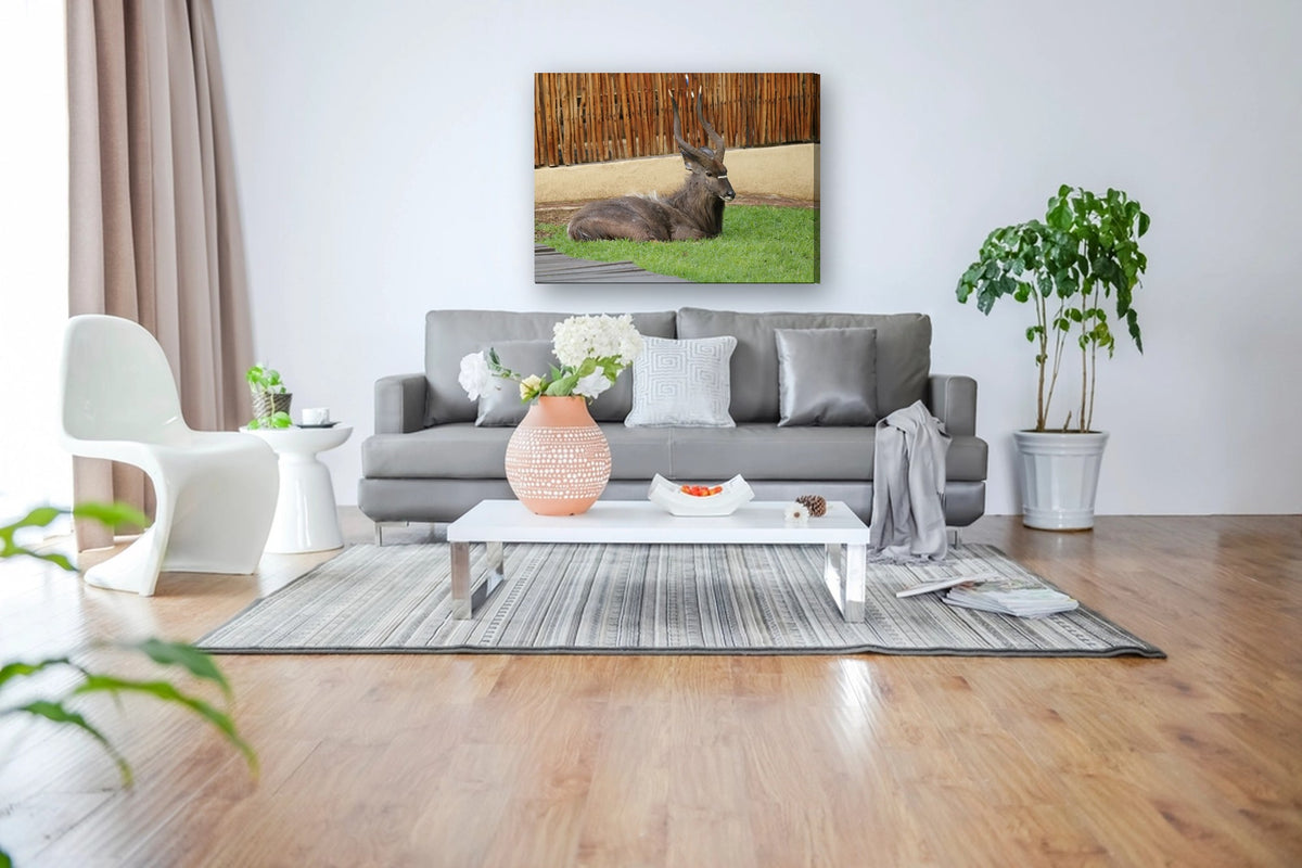 Antelope Bull at Rest by Mark Isaacs canvas print in a living room
