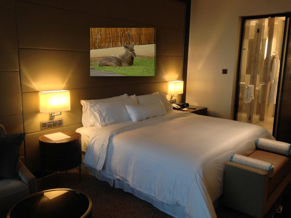 Antelope Bull at Rest by Mark Isaacs canvas print in a bedroom