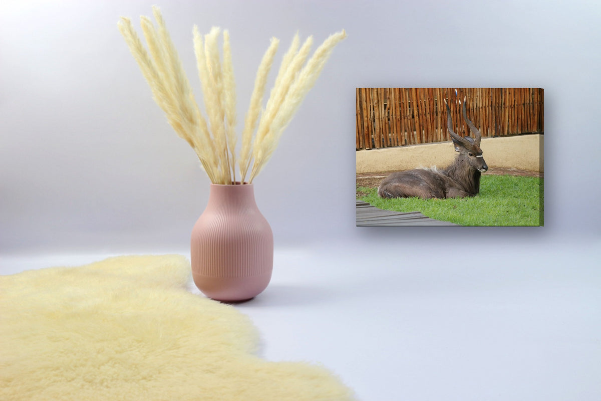 Antelope Bull at Rest by Mark Isaacs canvas print in a styled corner