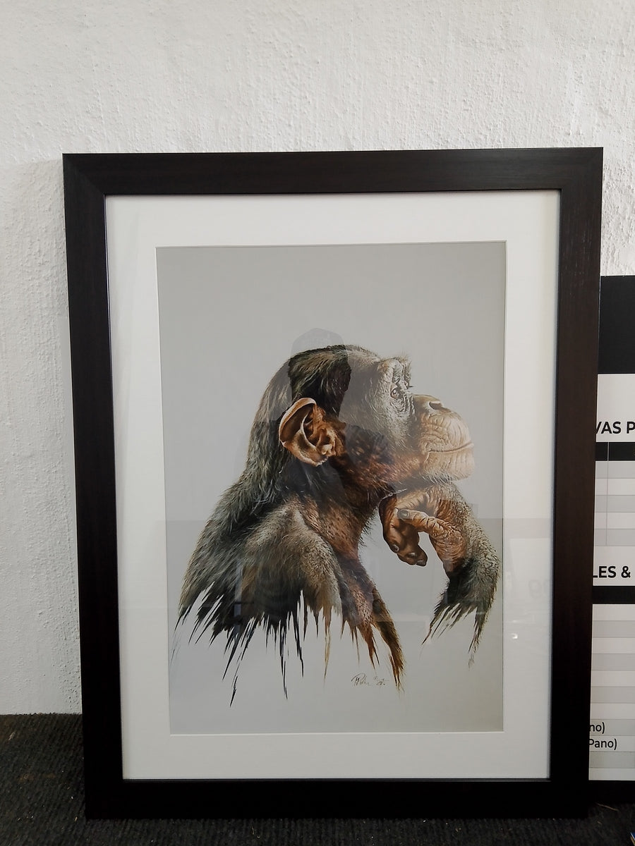 Framed chimp artwork with black frame and mat