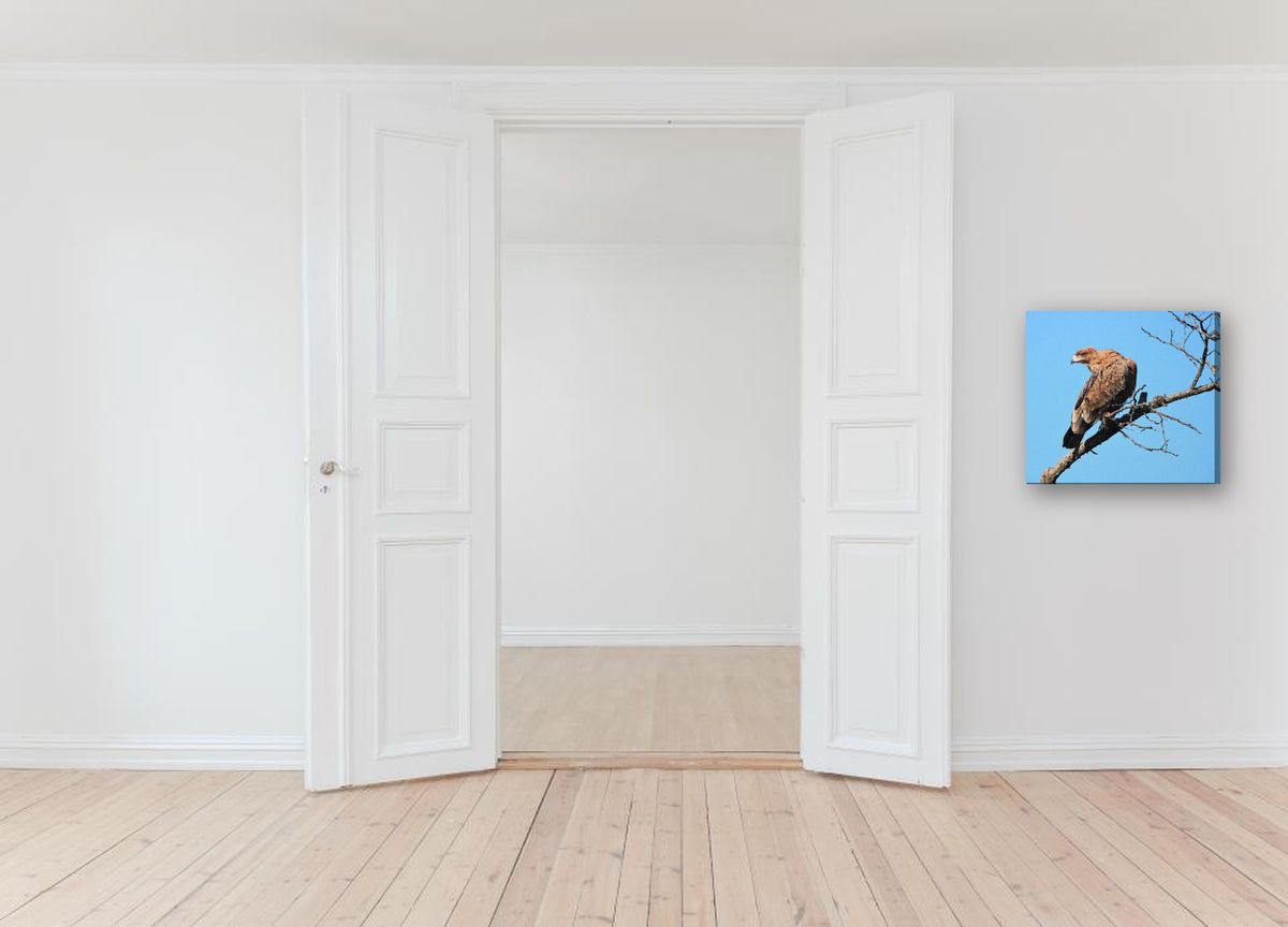 Eagle on a Bare Branch by Mark Isaacs canvas print in a hallway