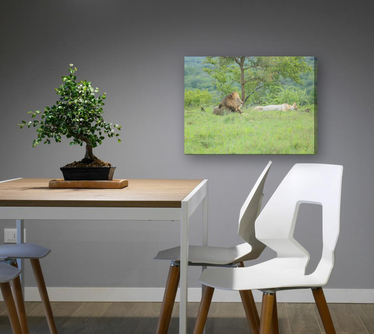 Lion and Lioness Resting by Mark Isaacs canvas print in a dining nook