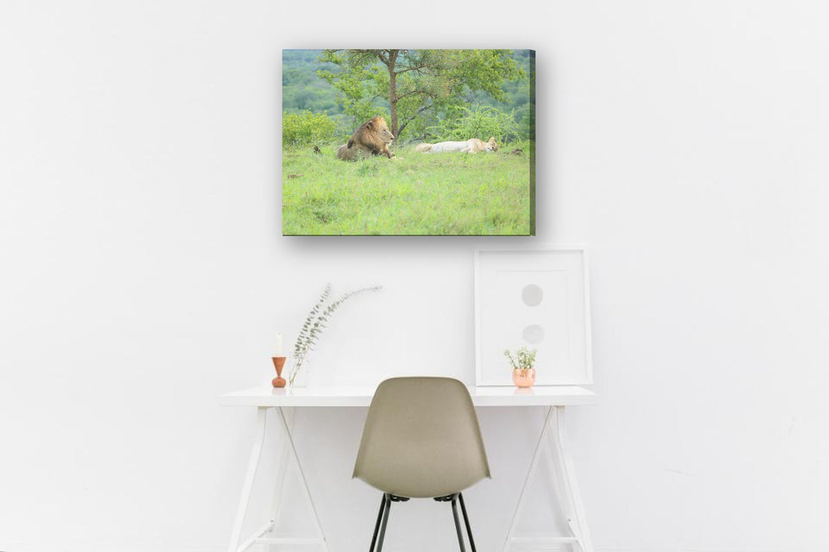 Lion and Lioness Resting by Mark Isaacs canvas print in a home office