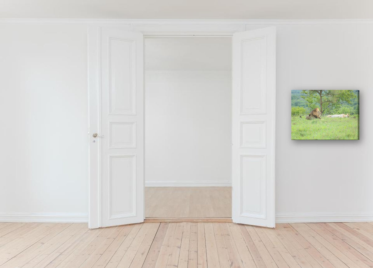 Lion and Lioness Resting by Mark Isaacs canvas print in a hallway