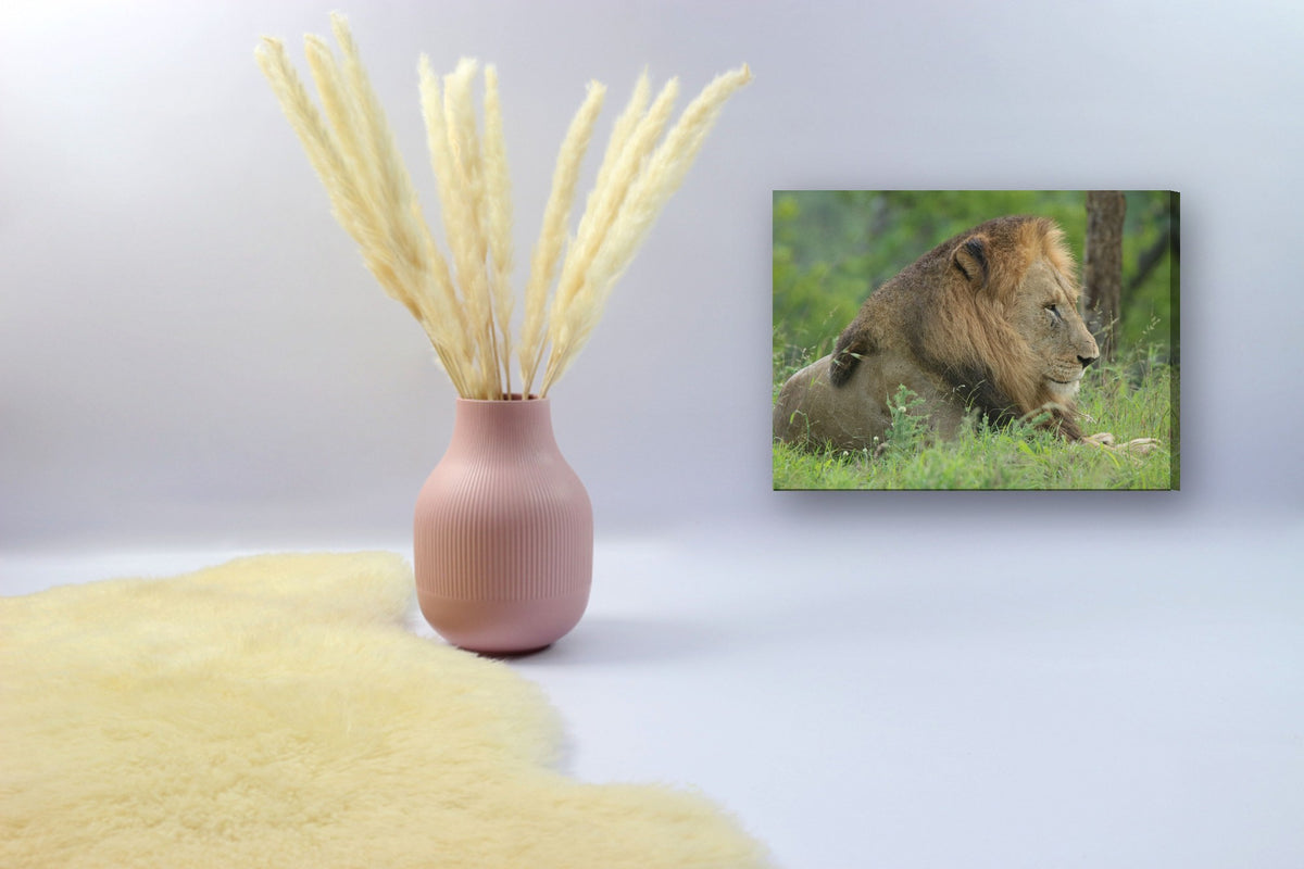 Lion in Profile by Mark Isaacs canvas print in a styled corner