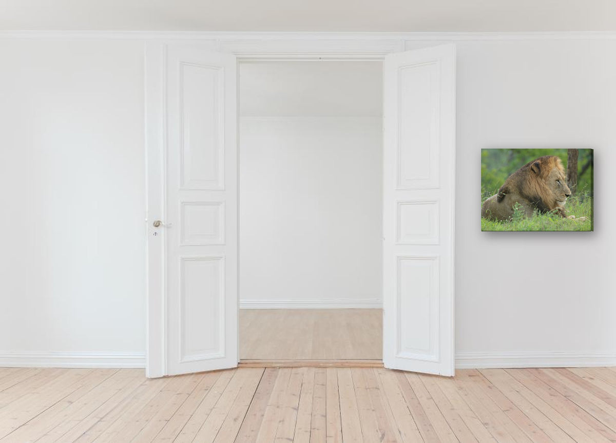 Lion in Profile by Mark Isaacs canvas print in a hallway