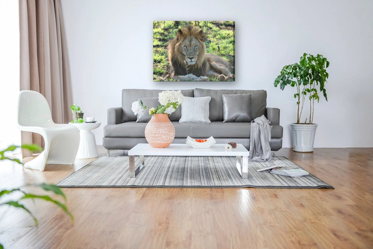 Lion Portrait by Mark Isaacs canvas print in a living room
