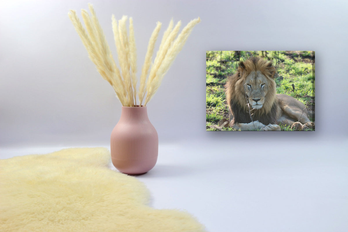 Lion Portrait by Mark Isaacs canvas print in a styled corner