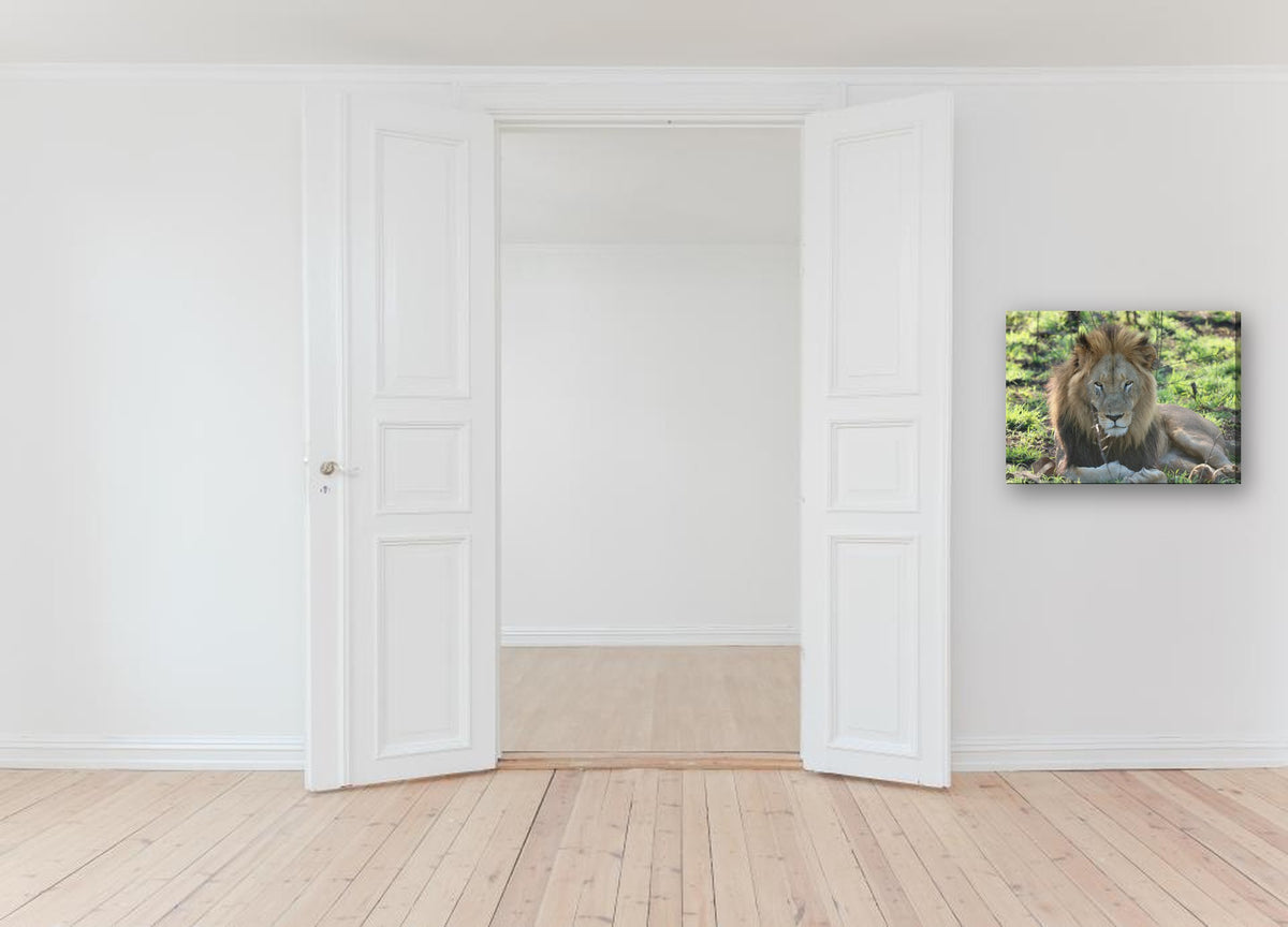 Lion Portrait by Mark Isaacs canvas print in a hallway
