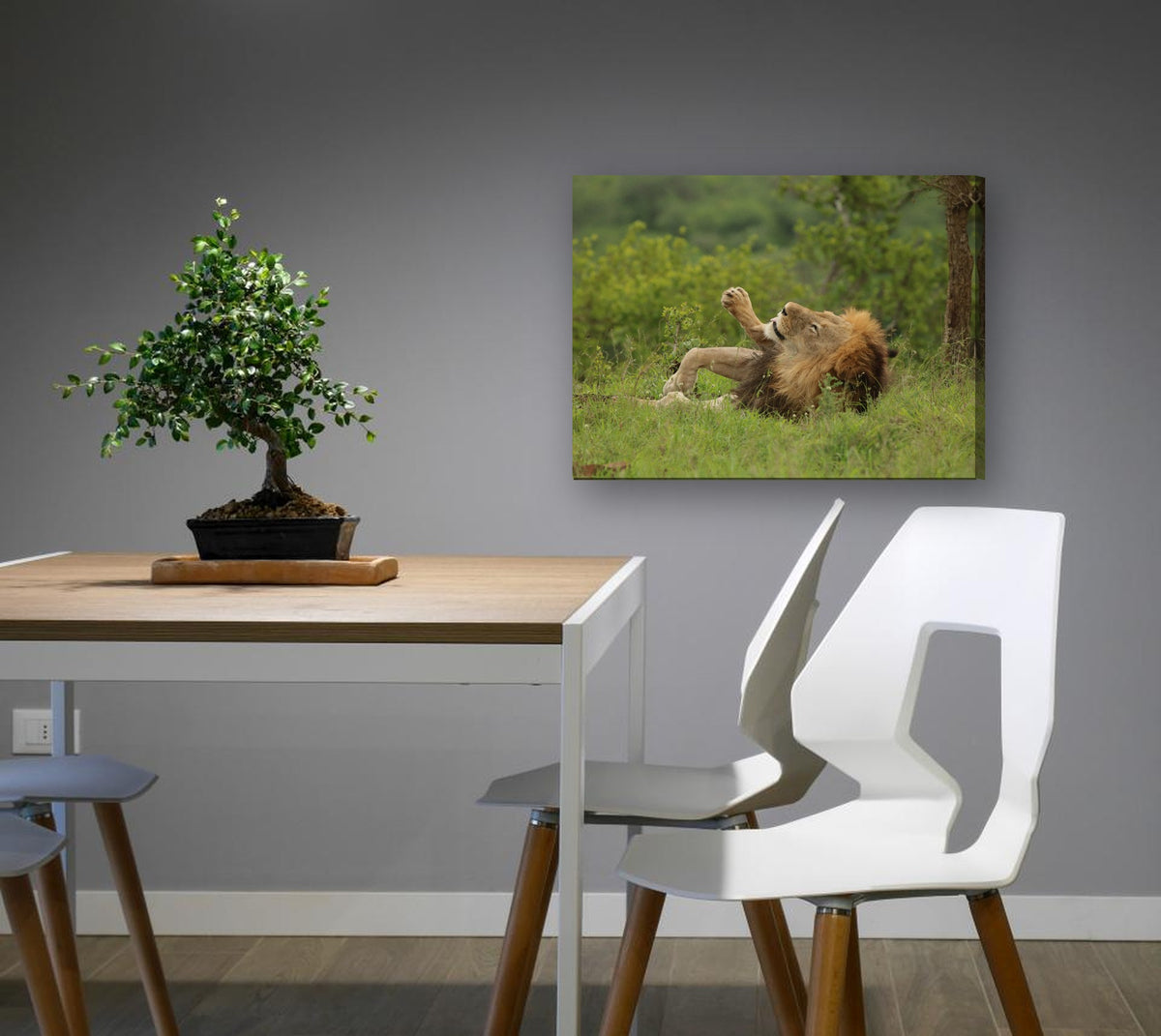 Lion Rolling in the Grass by Mark Isaacs canvas print in a dining nook