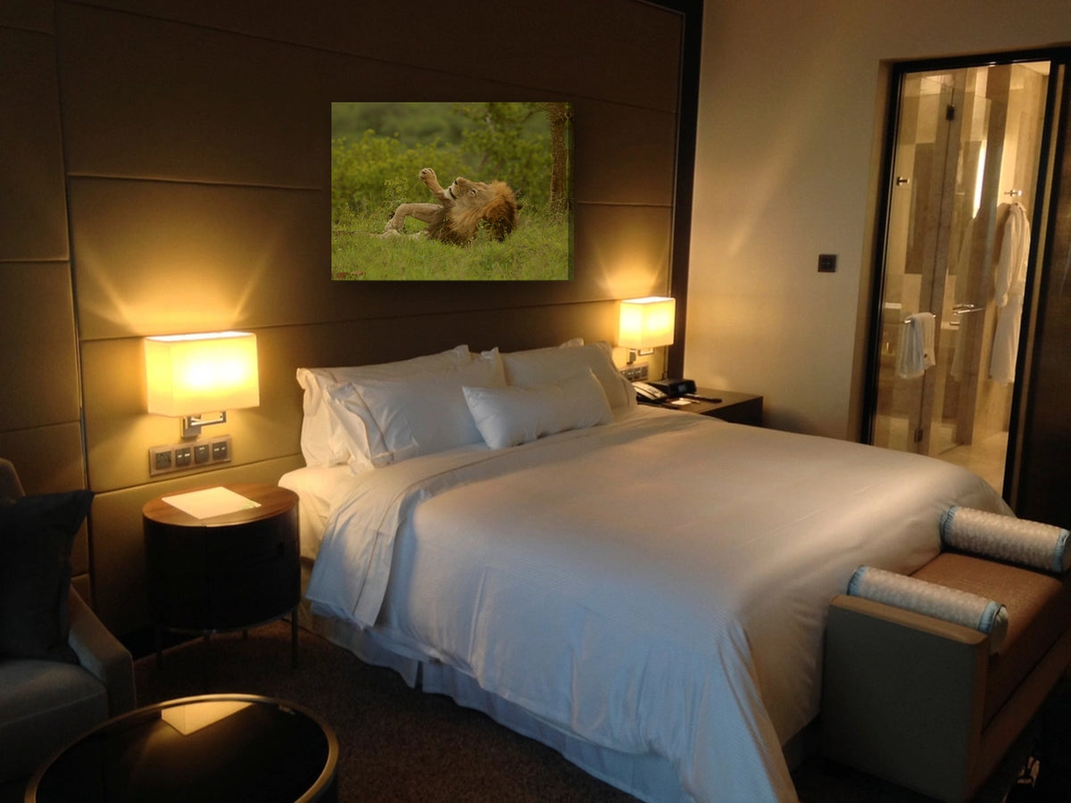 Lion Rolling in the Grass by Mark Isaacs canvas print in a bedroom