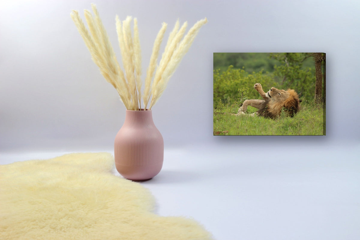 Lion Rolling in the Grass by Mark Isaacs canvas print in a styled corner