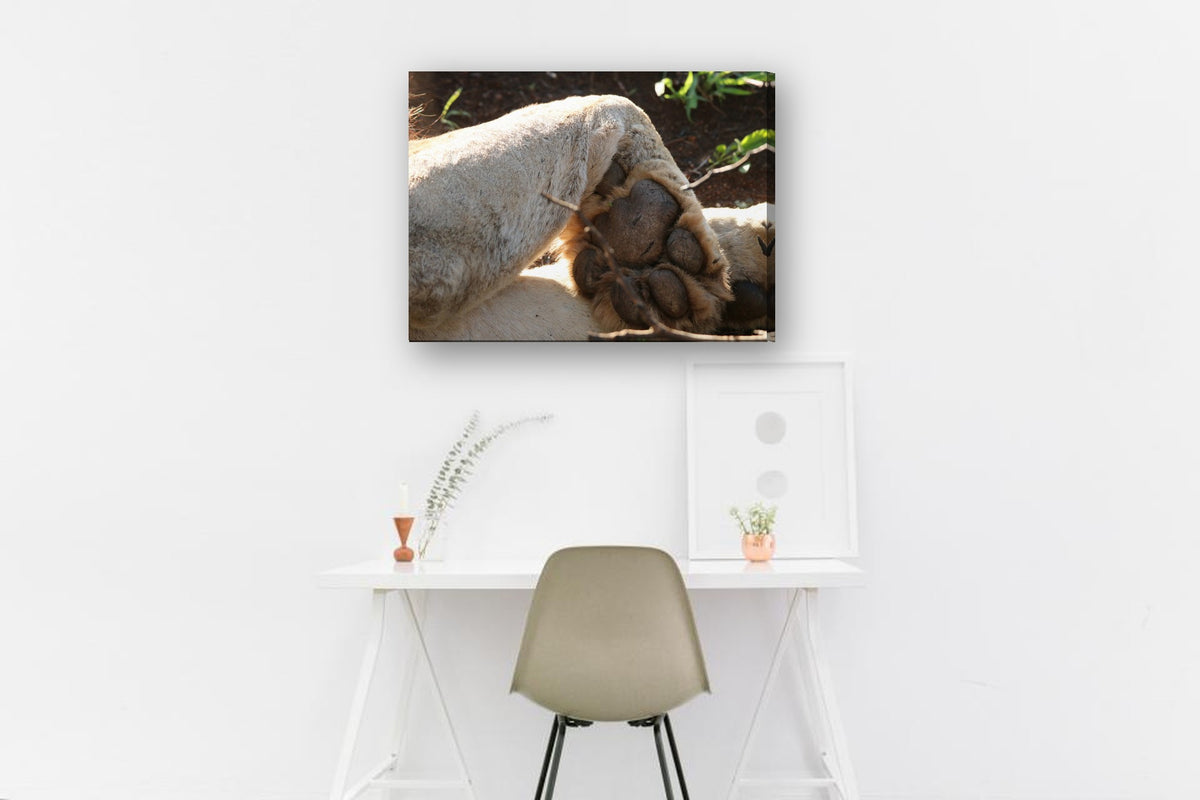 Lion's Paw by Mark Isaacs canvas print in a home office
