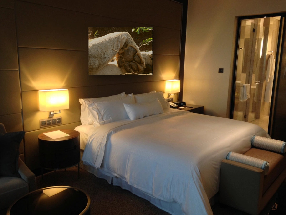 Lion's Paw by Mark Isaacs canvas print in a bedroom