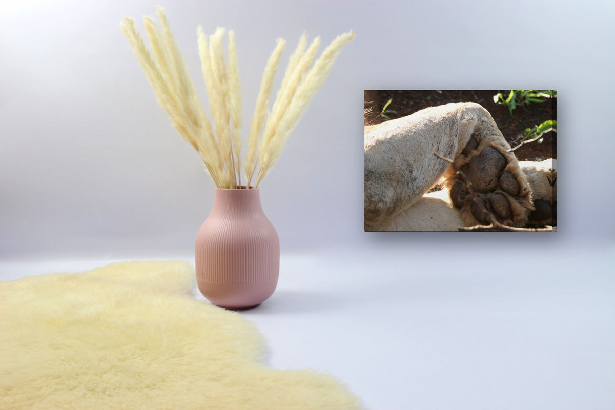 Lion's Paw by Mark Isaacs canvas print in a styled corner