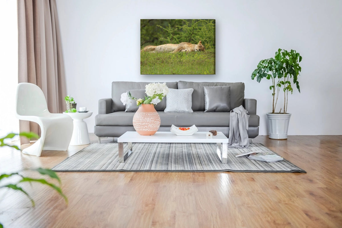 Lioness Asleep in the Grass by Mark Isaacs canvas print in a living room
