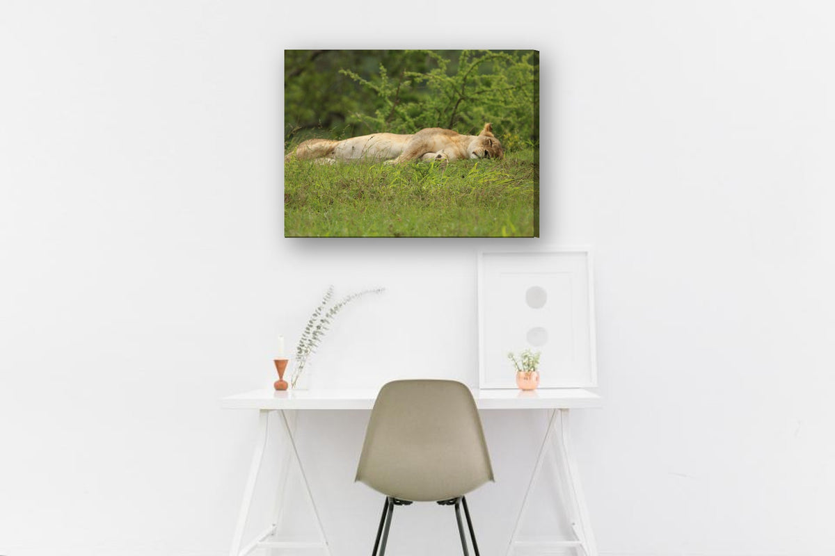 Lioness Asleep in the Grass by Mark Isaacs canvas print in a home office