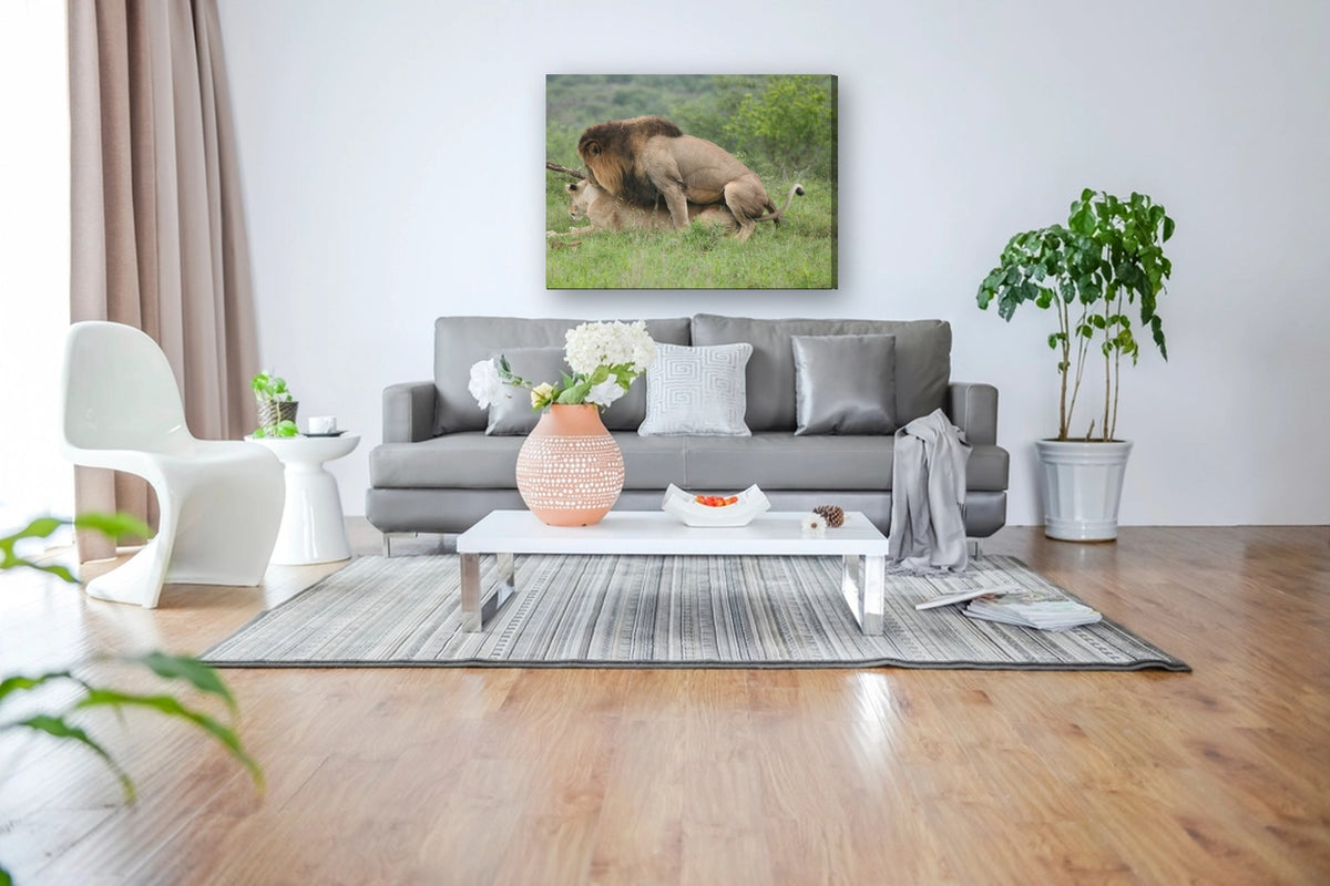 Lions Mating by Mark Isaacs canvas print in a living room