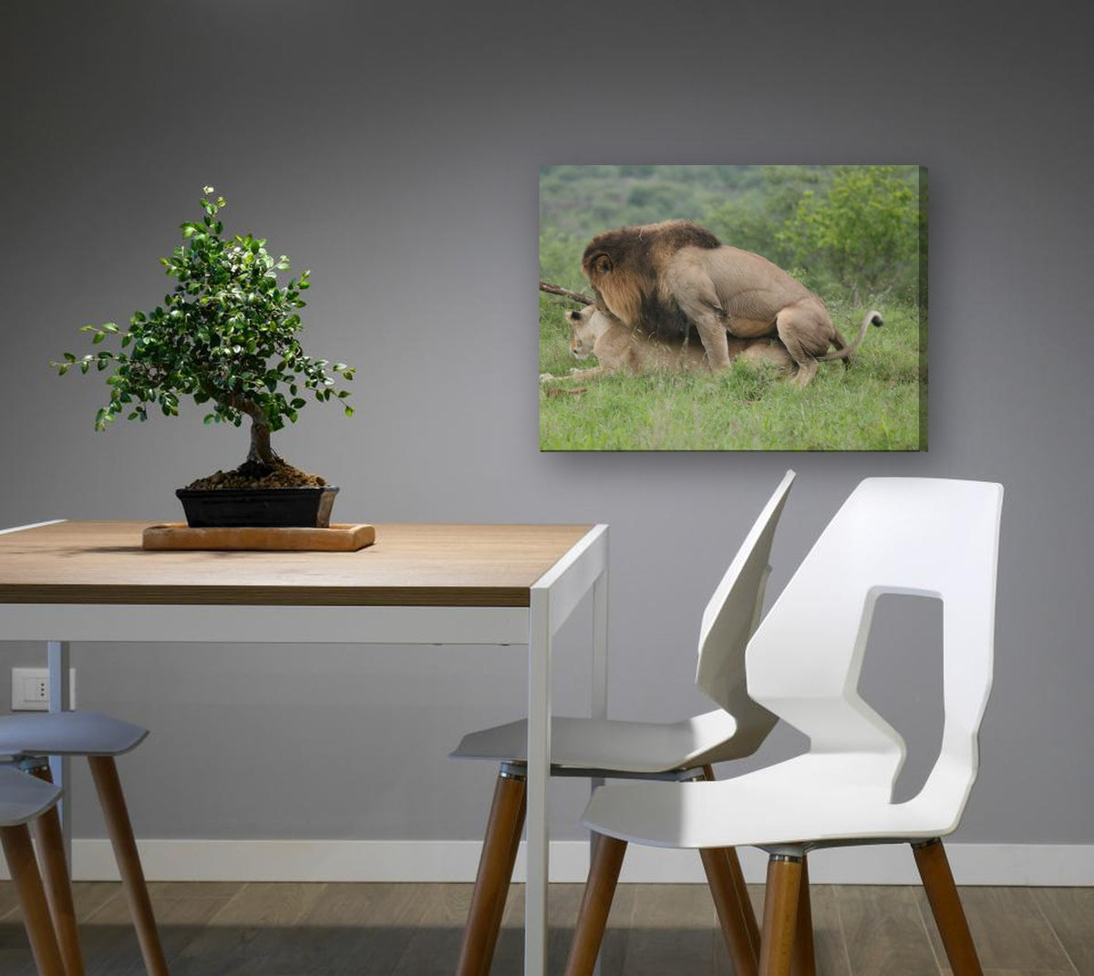 Lions Mating by Mark Isaacs canvas print in a dining nook