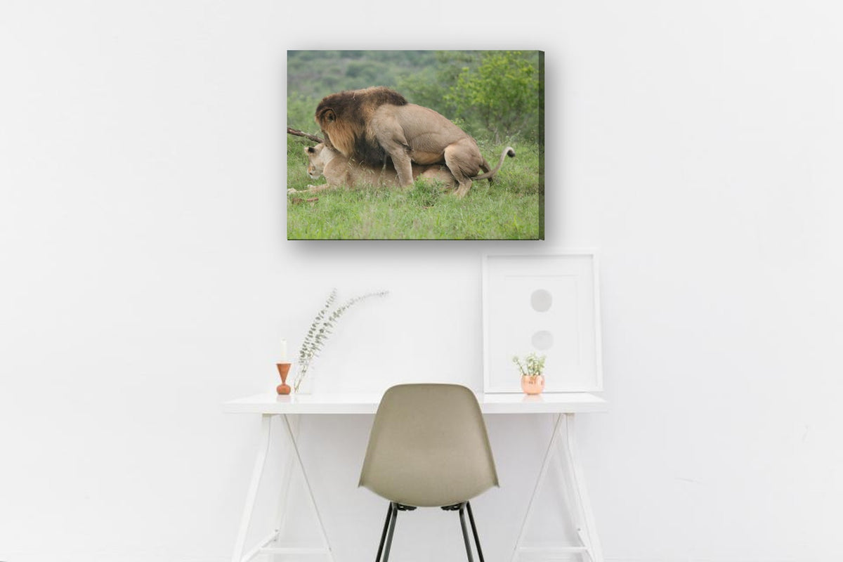 Lions Mating by Mark Isaacs canvas print in a home office